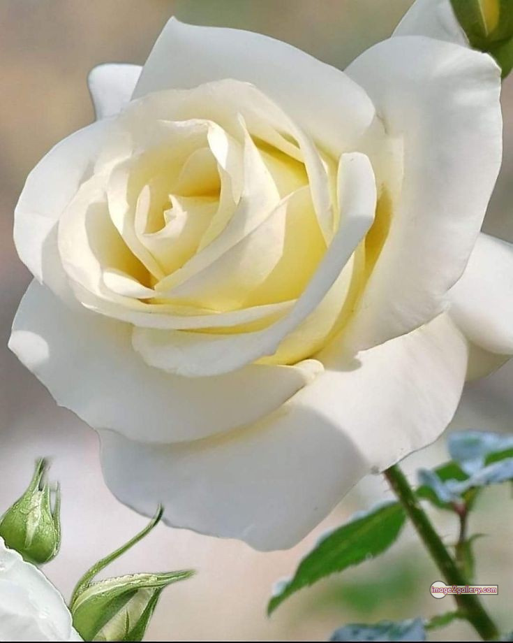 3300+ Beautiful Rose Flowers Image | Rose Flower HD Pic Download | 1323 rose bouquet white -(2)