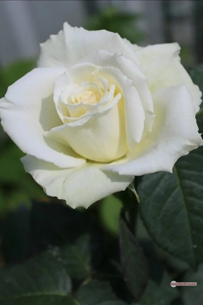 3300+ Beautiful Rose Flowers Image | Rose Flower HD Pic Download | 1695 rose bouquet white -(3)