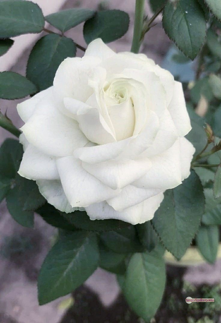 3300+ Beautiful Rose Flowers Image | Rose Flower HD Pic Download | 1831 rose bouquet white -(4)