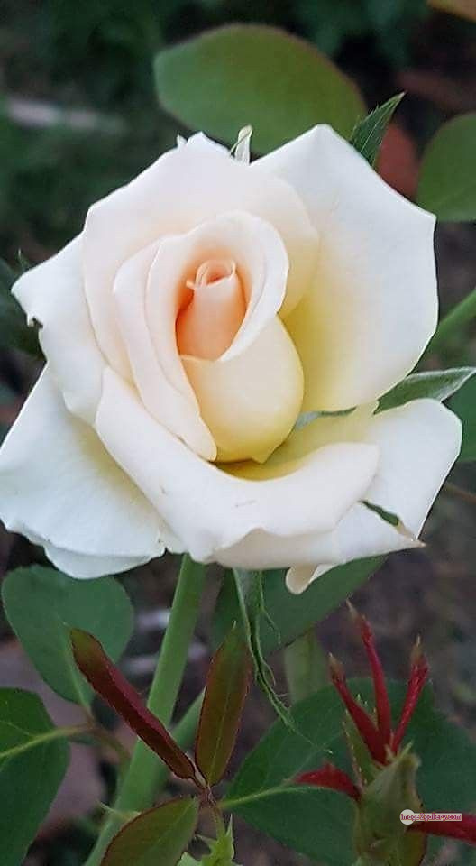 3300+ Beautiful Rose Flowers Image | Rose Flower HD Pic Download | 2856 rose bouquet white -(6)