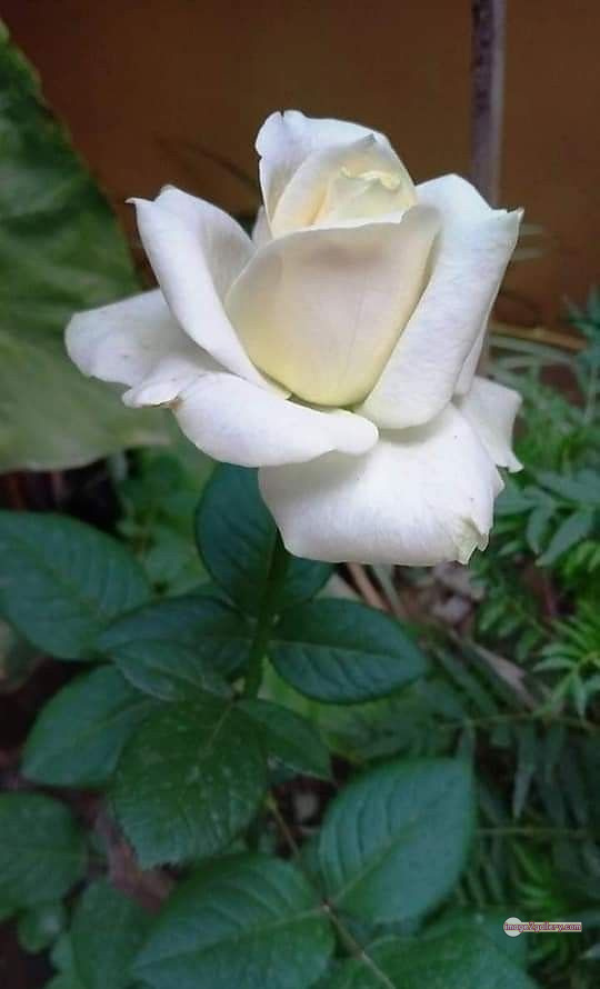 3300+ Beautiful Rose Flowers Image | Rose Flower HD Pic Download | 1501 rose bouquet white -(7)