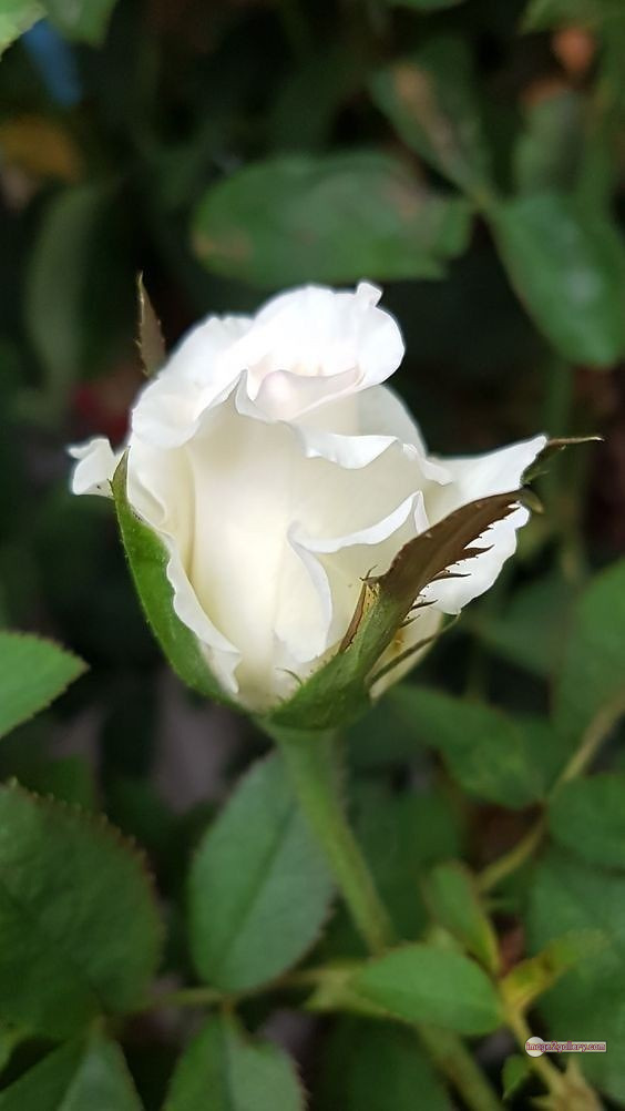 3300+ Beautiful Rose Flowers Image | Rose Flower HD Pic Download | 688 rose bouquet white -(8)