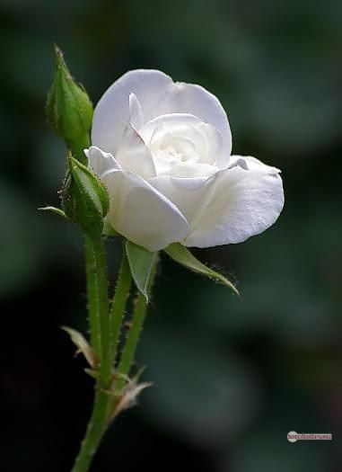 3300+ Beautiful Rose Flowers Image | Rose Flower HD Pic Download | 820 rose bouquet white -(9)