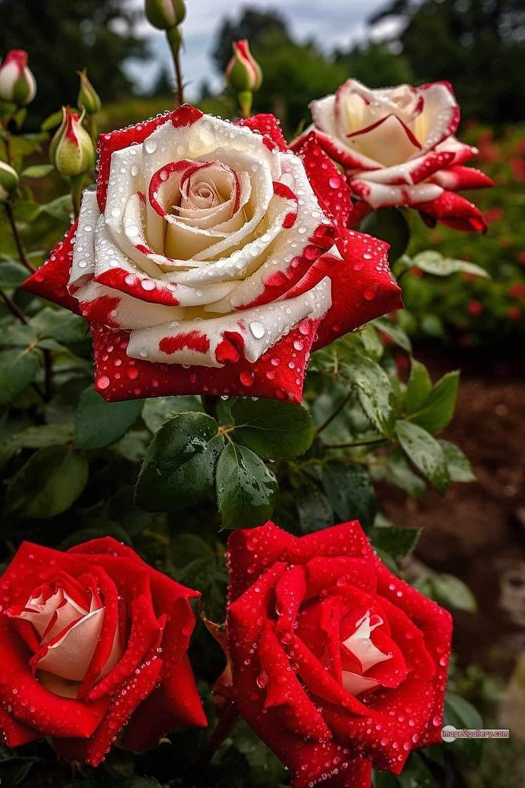 3300+ Beautiful Rose Flowers Image | Rose Flower HD Pic Download | 1632 rose flower -