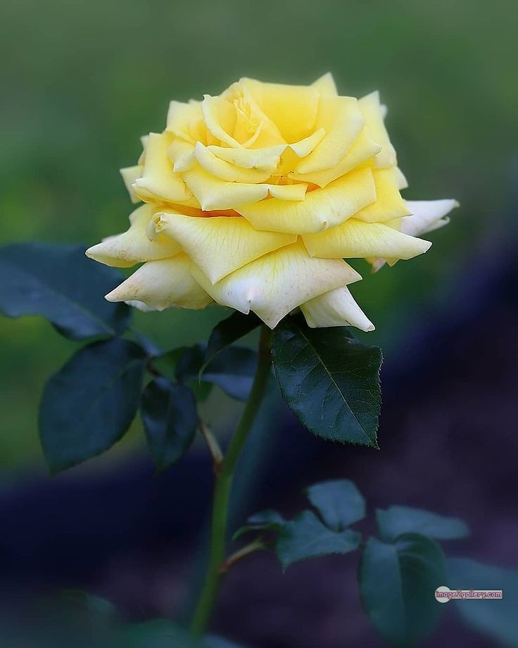 3300+ Beautiful Rose Flowers Image | Rose Flower HD Pic Download | 1570 rose flower -(10)