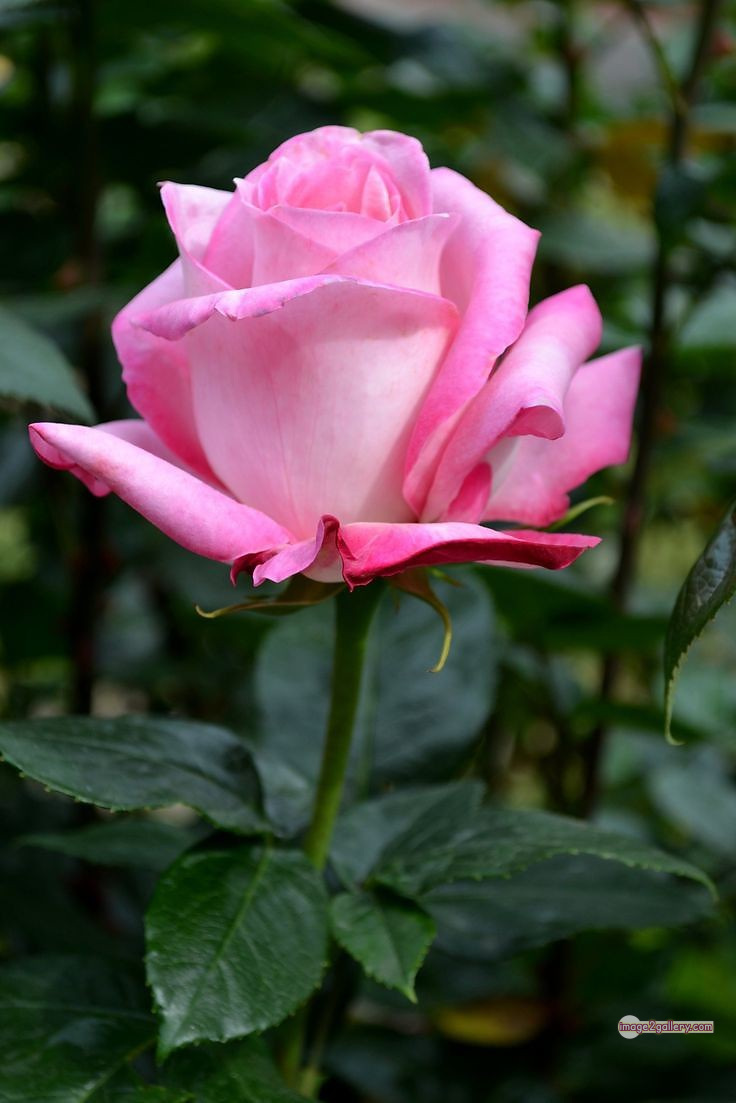 3300+ Beautiful Rose Flowers Image | Rose Flower HD Pic Download | 2488 rose flower -(11)