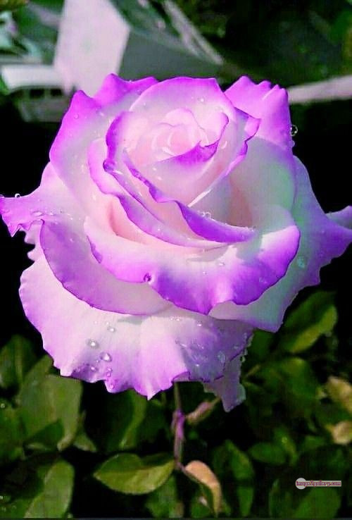 3300+ Beautiful Rose Flowers Image | Rose Flower HD Pic Download | 981 rose flower -(12)