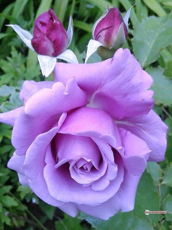 3300+ Beautiful Rose Flowers Image | Rose Flower HD Pic Download | 978 rose flower -(13)