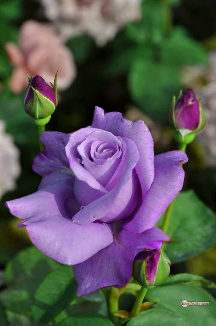 3300+ Beautiful Rose Flowers Image | Rose Flower HD Pic Download | 2483 rose flower -(14)