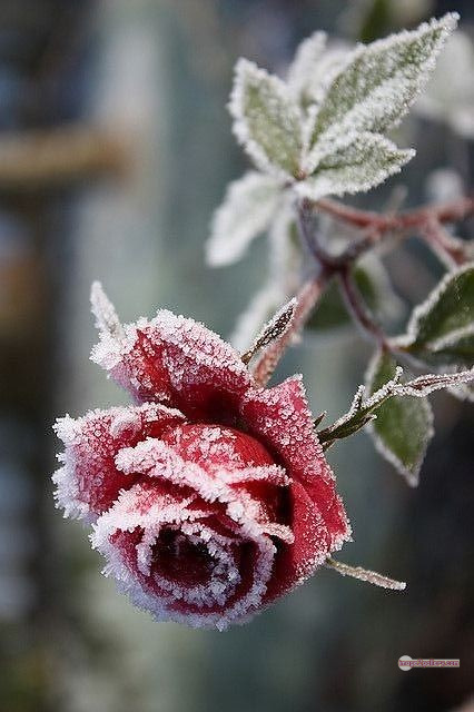 3300+ Beautiful Rose Flowers Image | Rose Flower HD Pic Download | 1525 rose flower -(16)