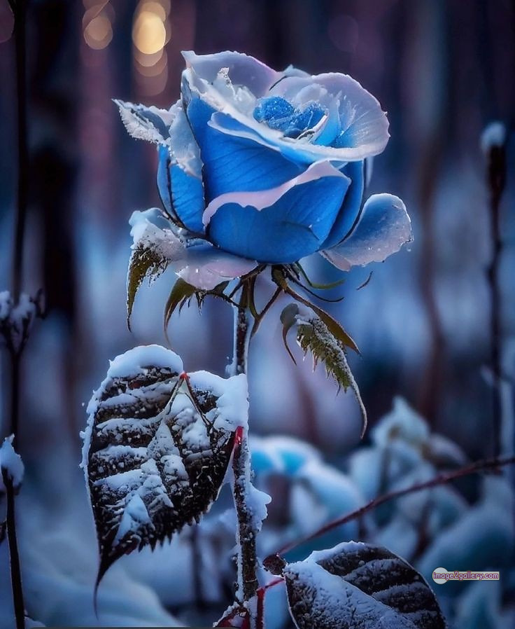 3300+ Beautiful Rose Flowers Image | Rose Flower HD Pic Download | 1066 rose flower -(17)