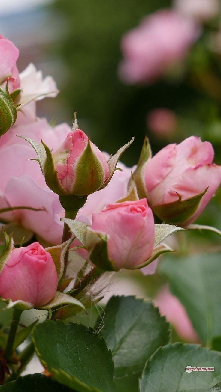 3300+ Beautiful Rose Flowers Image | Rose Flower HD Pic Download | 1526 rose flower -(19)