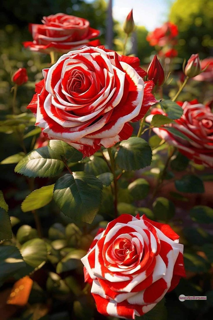 3300+ Beautiful Rose Flowers Image | Rose Flower HD Pic Download | 2485 rose flower -(2)