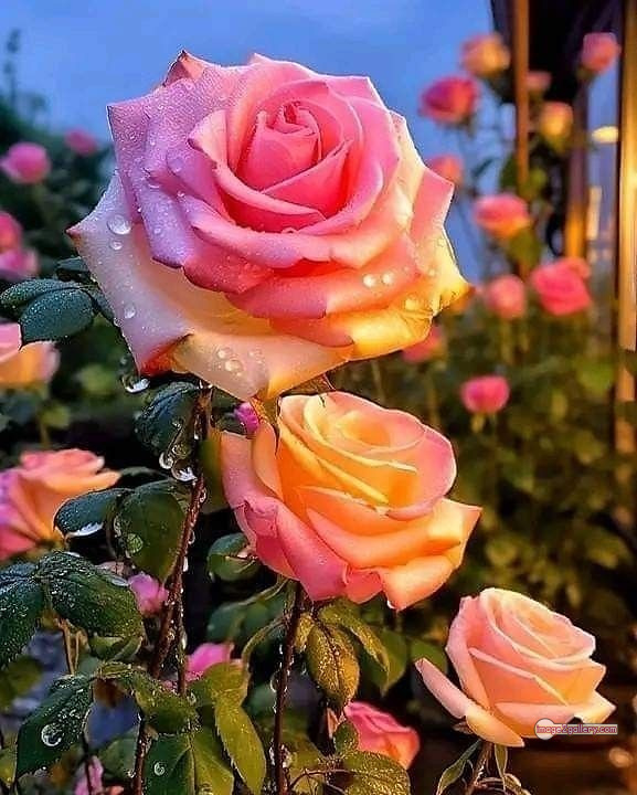 3300+ Beautiful Rose Flowers Image | Rose Flower HD Pic Download | 1035 rose flower -(24)
