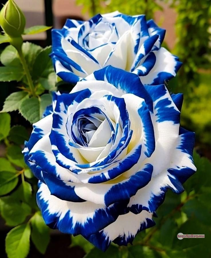 3300+ Beautiful Rose Flowers Image | Rose Flower HD Pic Download | 2484 rose flower -(3)