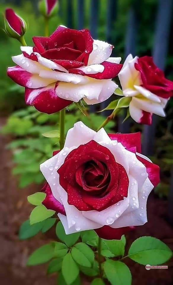3300+ Beautiful Rose Flowers Image | Rose Flower HD Pic Download | 1519 rose flower -(31)