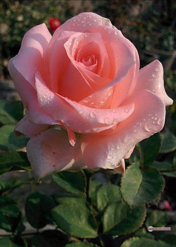 3300+ Beautiful Rose Flowers Image | Rose Flower HD Pic Download | 2533 rose flower -(33)