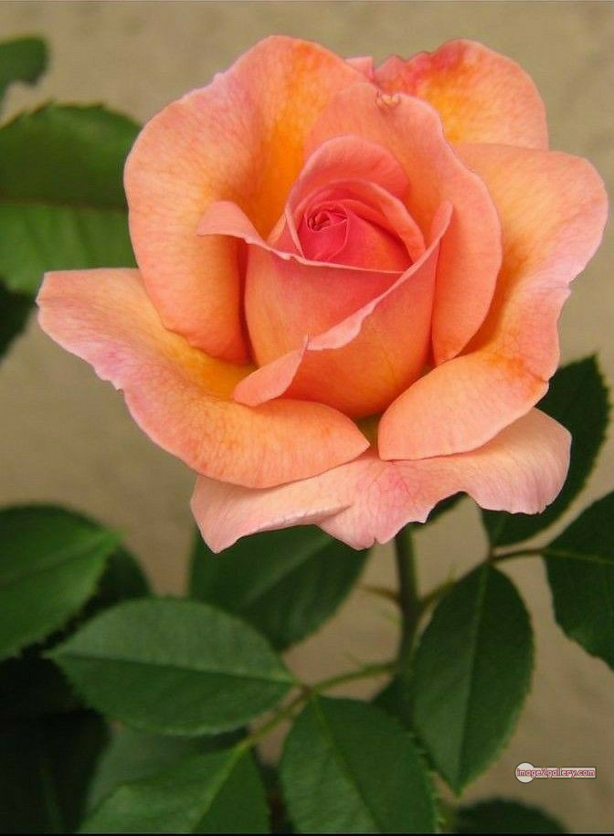 3300+ Beautiful Rose Flowers Image | Rose Flower HD Pic Download | 2605 rose flower -(34)