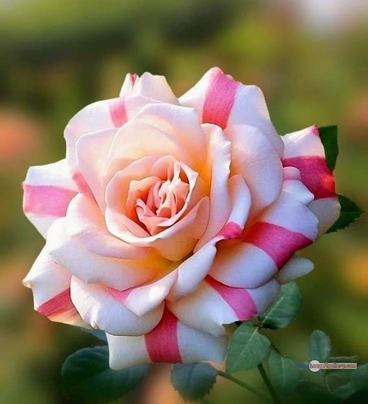 3300+ Beautiful Rose Flowers Image | Rose Flower HD Pic Download | 1518 rose flower -(35)