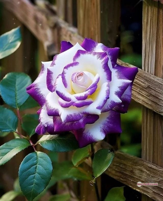3300+ Beautiful Rose Flowers Image | Rose Flower HD Pic Download | 888 rose flower -(37)