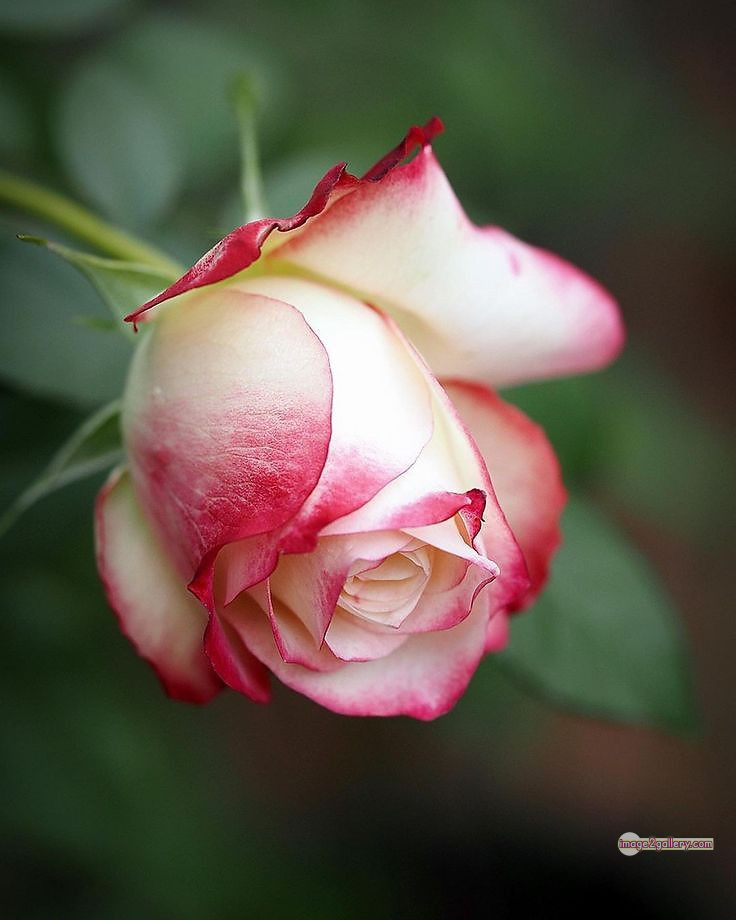 3300+ Beautiful Rose Flowers Image | Rose Flower HD Pic Download | 2530 rose flower -(39)