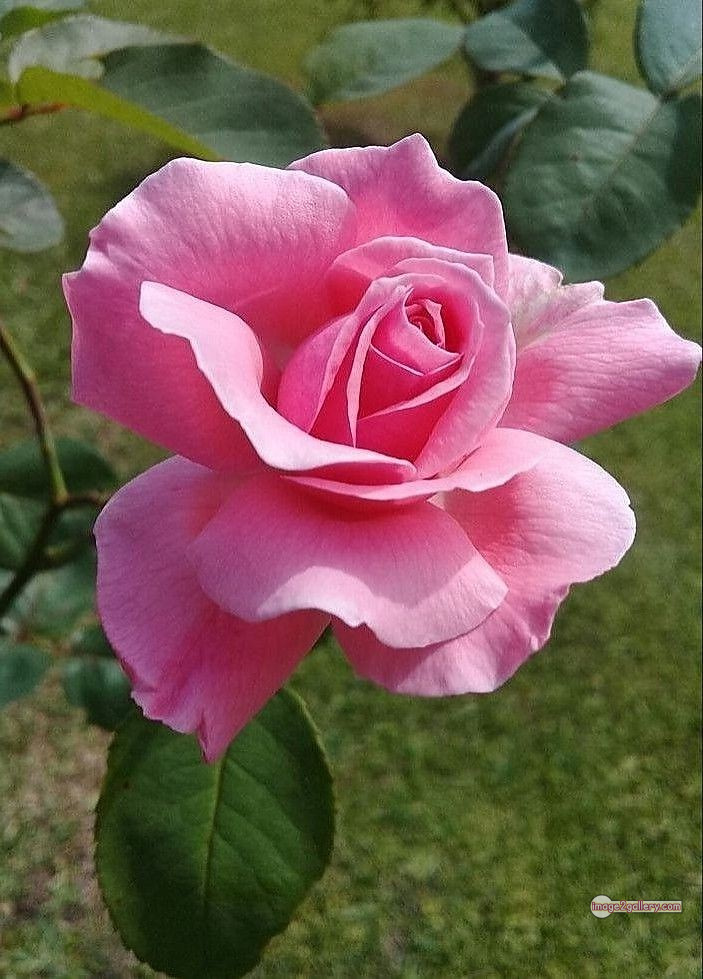 3300+ Beautiful Rose Flowers Image | Rose Flower HD Pic Download | 2529 rose flower -(40)