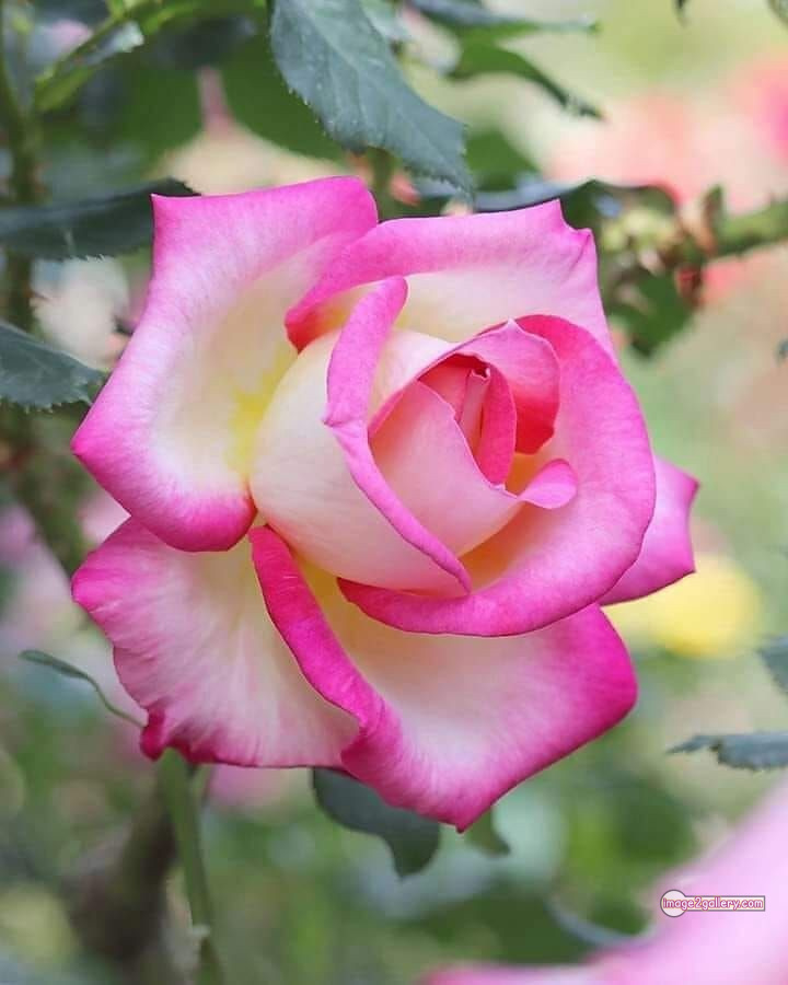 3300+ Beautiful Rose Flowers Image | Rose Flower HD Pic Download | 885 rose flower -(41)
