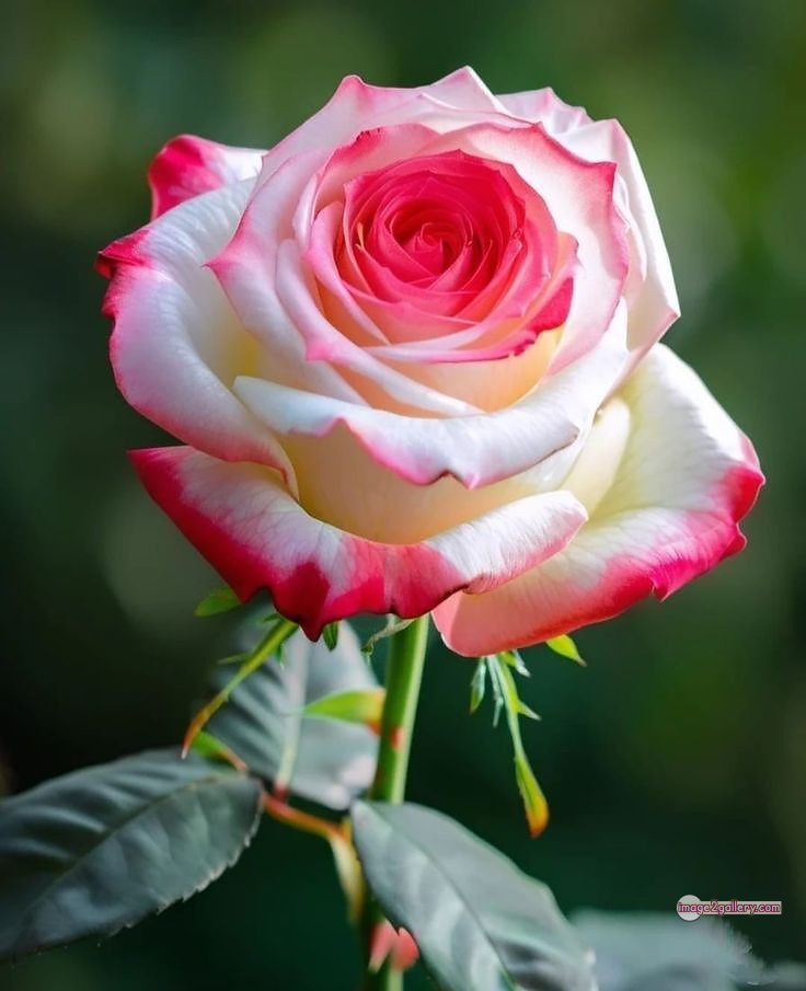 3300+ Beautiful Rose Flowers Image | Rose Flower HD Pic Download | 1520 rose flower -(42)