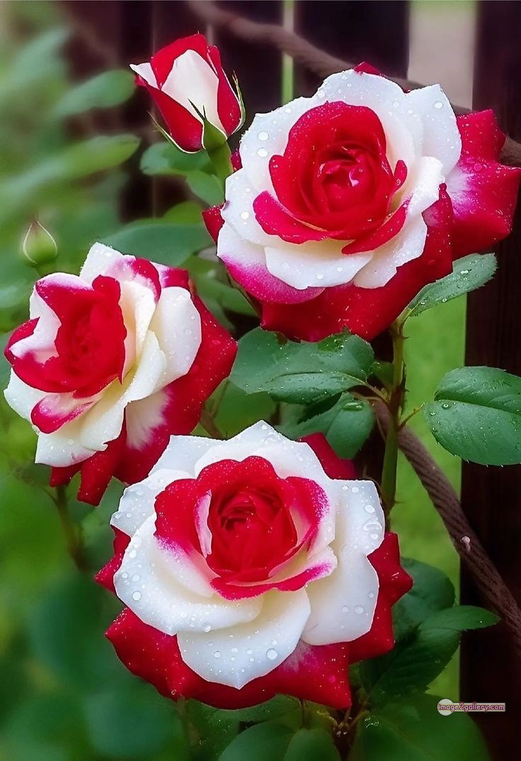 3300+ Beautiful Rose Flowers Image | Rose Flower HD Pic Download | 980 rose flower -(6)