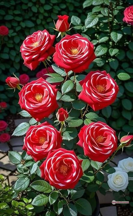 3300+ Beautiful Rose Flowers Image | Rose Flower HD Pic Download | 1523 rose flower -(7)
