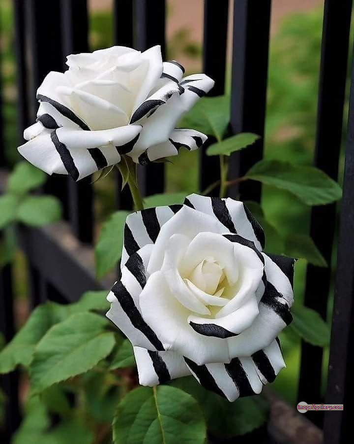 3300+ Beautiful Rose Flowers Image | Rose Flower HD Pic Download | 1527 rose flower -(8)
