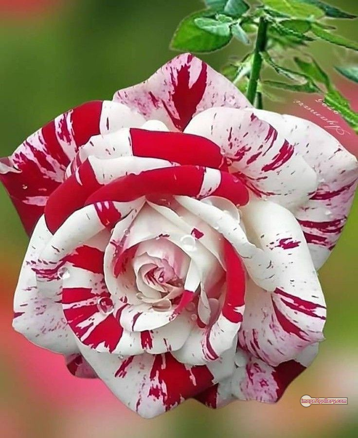 3300+ Beautiful Rose Flowers Image | Rose Flower HD Pic Download | 1524 rose flower -(9)
