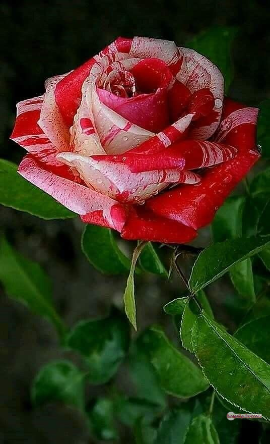 3300+ Beautiful Rose Flowers Image | Rose Flower HD Pic Download | 2923 rose images -