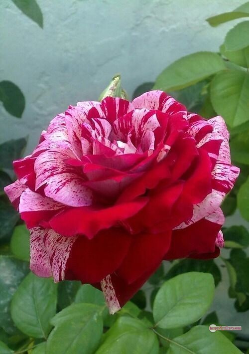 3300+ Beautiful Rose Flowers Image | Rose Flower HD Pic Download | 531 rose images -(1)