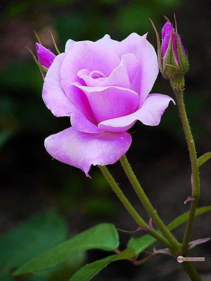 3300+ Beautiful Rose Flowers Image | Rose Flower HD Pic Download | 2921 rose images -(16)