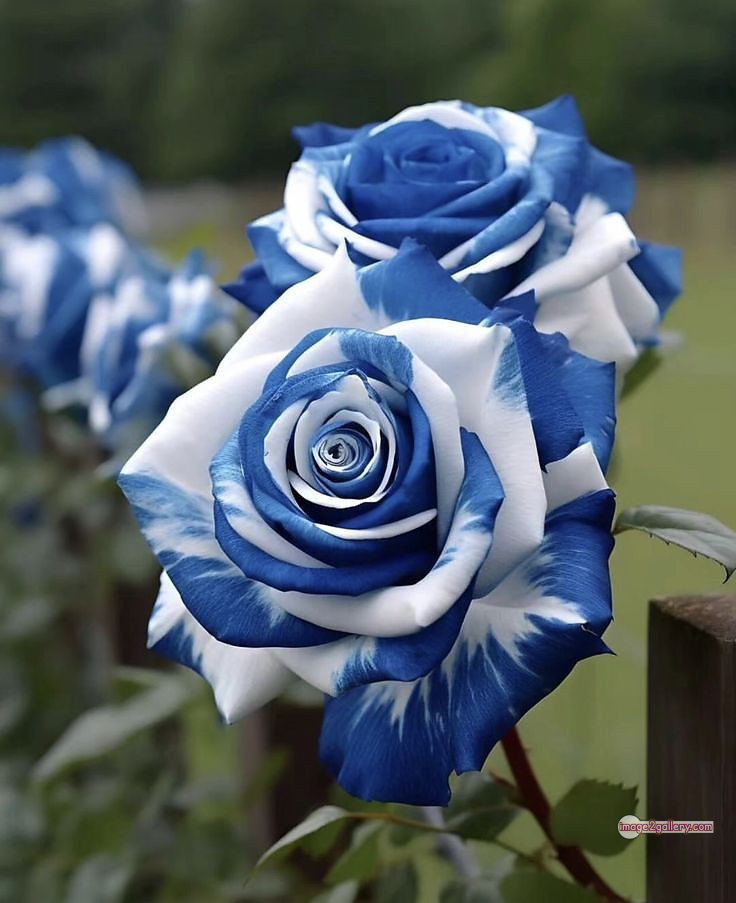 3300+ Beautiful Rose Flowers Image | Rose Flower HD Pic Download | 374 rose images -(2)