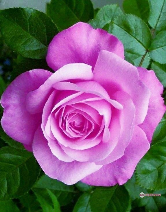 3300+ Beautiful Rose Flowers Image | Rose Flower HD Pic Download | 2898 rose images -(20)