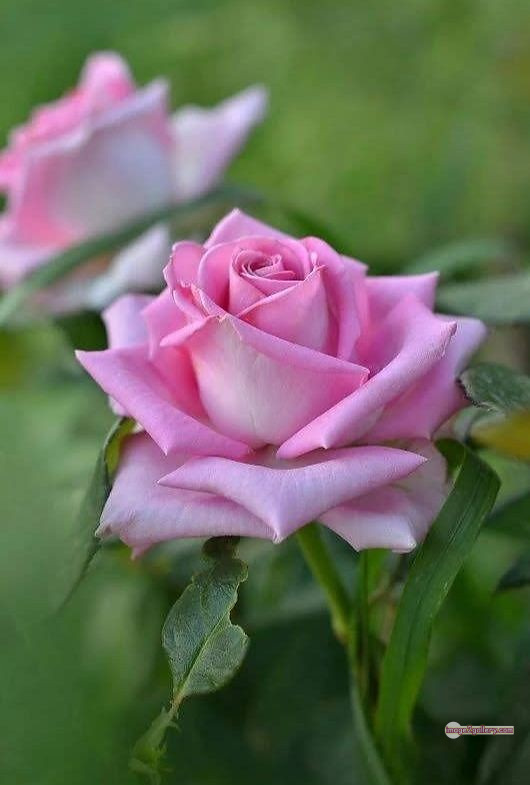 3300+ Beautiful Rose Flowers Image | Rose Flower HD Pic Download | 2846 rose images -(22)