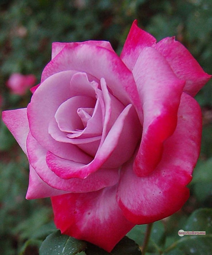 3300+ Beautiful Rose Flowers Image | Rose Flower HD Pic Download | 2919 rose images -(25)
