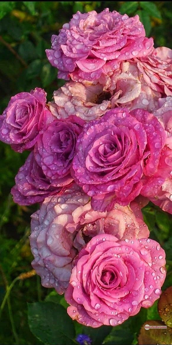3300+ Beautiful Rose Flowers Image | Rose Flower HD Pic Download | 1197 rose images -(29)