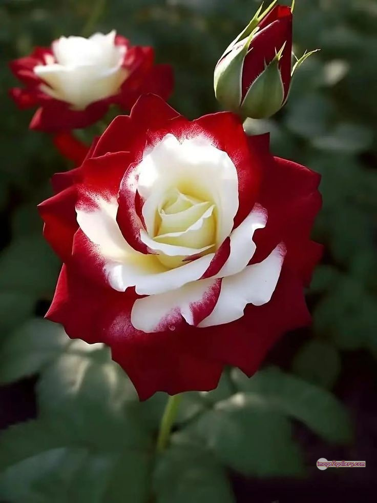 3300+ Beautiful Rose Flowers Image | Rose Flower HD Pic Download | 2925 rose images -(3)