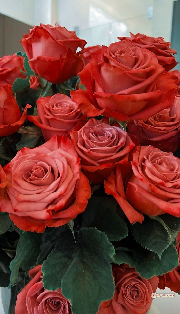 3300+ Beautiful Rose Flowers Image | Rose Flower HD Pic Download | 2892 rose images -(30)