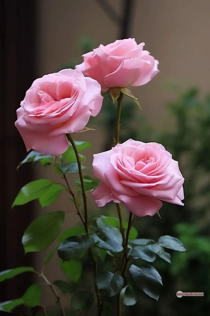 3300+ Beautiful Rose Flowers Image | Rose Flower HD Pic Download | 2891 rose images -(34)
