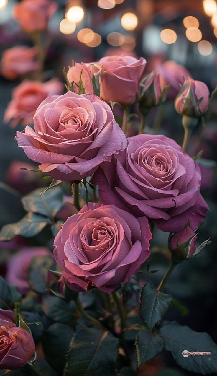 3300+ Beautiful Rose Flowers Image | Rose Flower HD Pic Download | 342 rose images -(38)