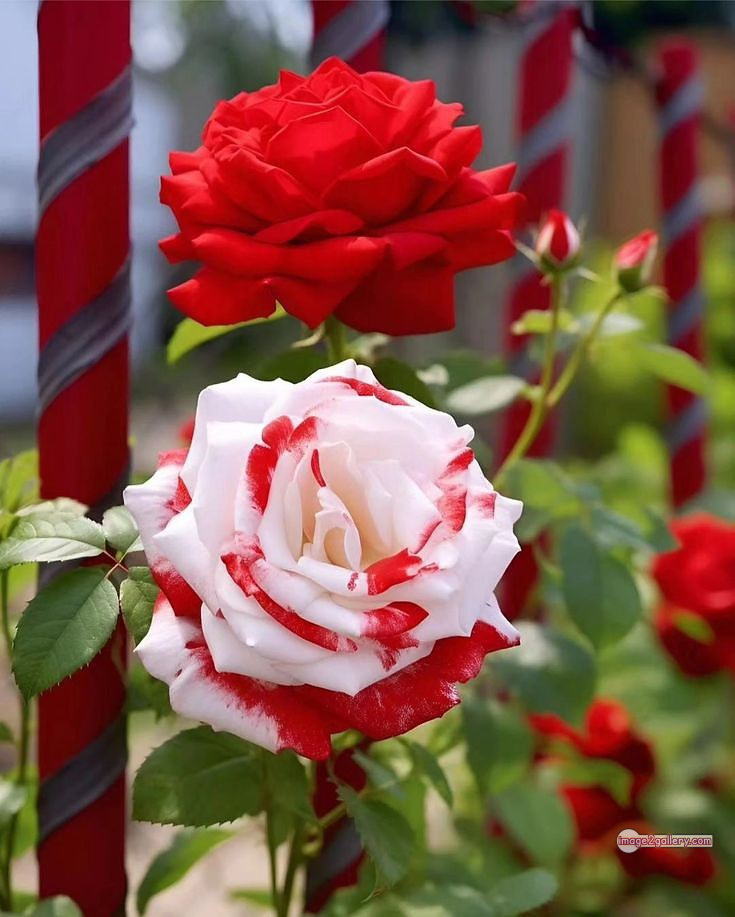 3300+ Beautiful Rose Flowers Image | Rose Flower HD Pic Download | 1198 rose images -(4)