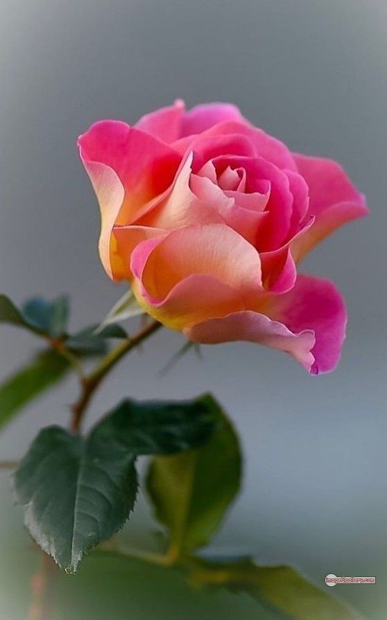 3300+ Beautiful Rose Flowers Image | Rose Flower HD Pic Download | 2852 rose images -(42)