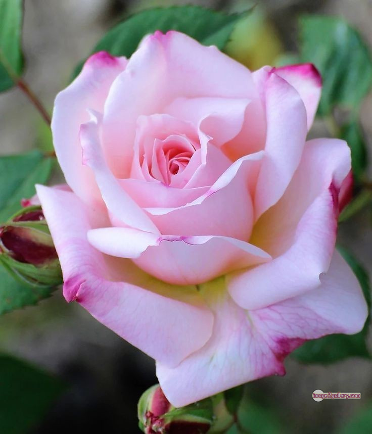 3300+ Beautiful Rose Flowers Image | Rose Flower HD Pic Download | 334 rose images -(45)