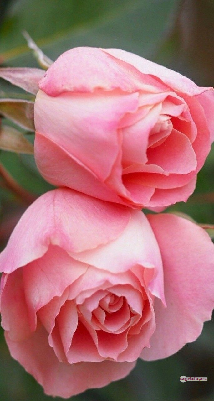 3300+ Beautiful Rose Flowers Image | Rose Flower HD Pic Download | 2917 rose images -(46)