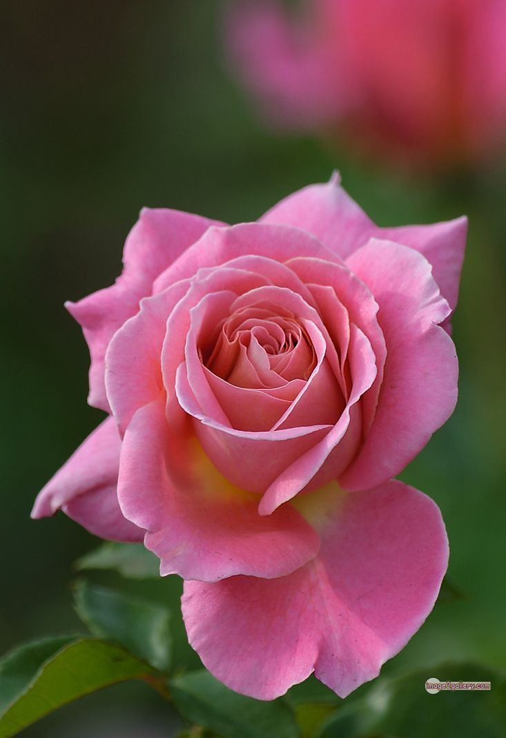 3300+ Beautiful Rose Flowers Image | Rose Flower HD Pic Download | 2916 rose images -(47)