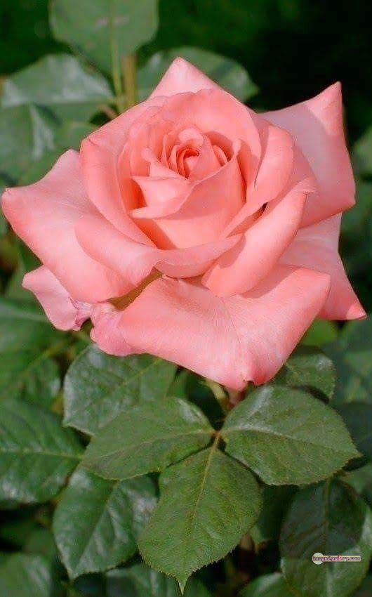 3300+ Beautiful Rose Flowers Image | Rose Flower HD Pic Download | 269 rose images -(49)